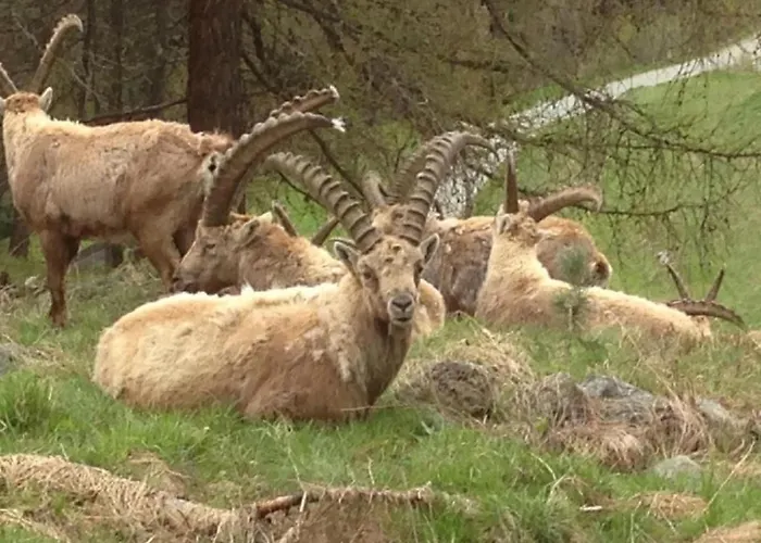 Chesa Andrea- Eg By Interhome Apartamento Pontresina