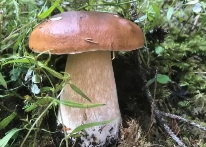 Chesa Andrea- Eg By Interhome *