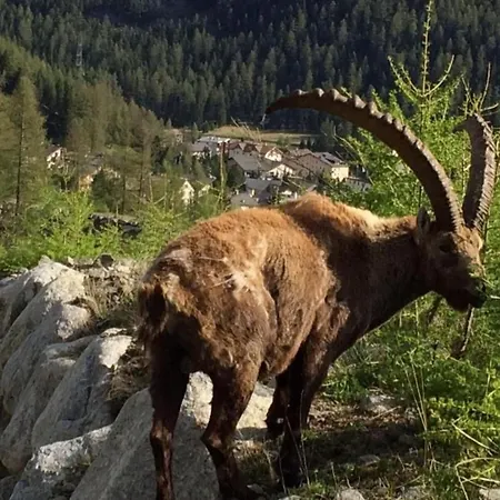 Chesa Andrea- Eg By Interhome Pontresina