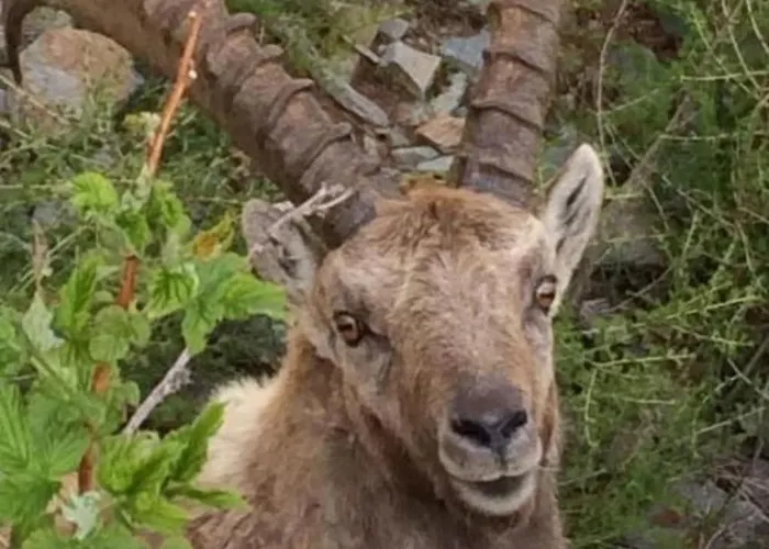 Chesa Andrea- Eg By Interhome