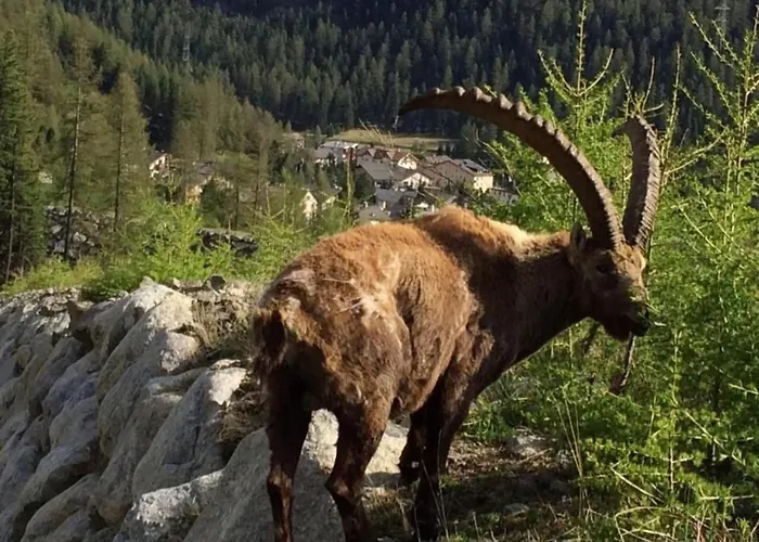 Chesa Andrea- Eg By Interhome Pontresina